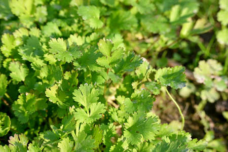closeup the bunch ripe green coriander plants growing in the farm over out of focus green brown...