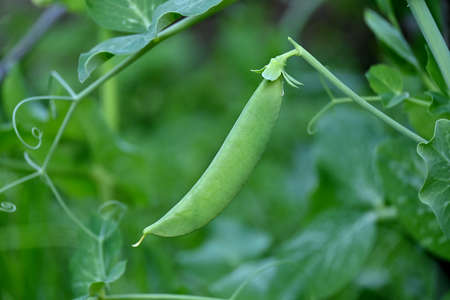 closeup the ripe green peas with plant growing in the farm over out of focus green brown background.