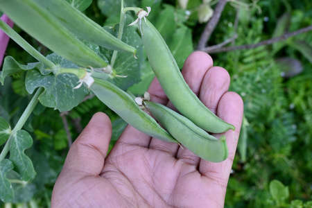 closeup the bunch ripe green peas pods with plant an leaves hold hand over out of focus green brown...