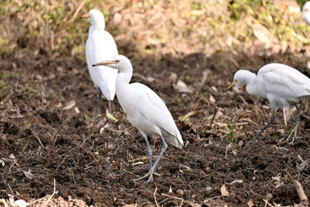 closeup the bunch white heron stand and watching feed over out of focus green brown background.の写真素材
