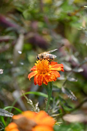 closeup the black brown honeybee take the marigold flower juice and hold on flower with plant in the...