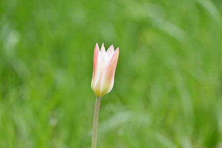 closeup the pink white rain lily wild flowers with plant and green leaves in the forest soft focus natural background.の写真素材