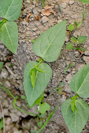 closeup the bunch ripe green soybean plants with leaves growing in the farm in row soft focus...