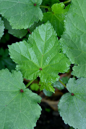closeup the bunch green ladyfinger leaves with plant growing in the farm soft focus natural green...
