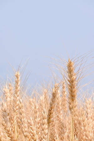 closeup the bunch ripe yellow brown wheat stitch plant growing with leaves in the farm field soft focus natural sky brown background.の写真素材