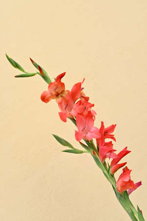 closeup the bunch red gladiolus flowers with leaves and plant over out of focus yellow brown background.の写真素材