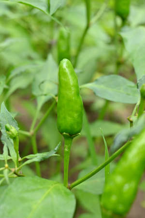 closeup the ripe green chilly with leaves and plant growing in the farm soft focus natural green...