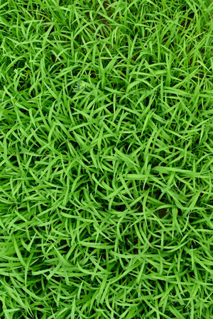 closeup the bunch green ripe paddy plant soil heap and growing in the farm soft focus natural green...