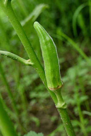closeup the ripe green ladyfinger with leaves and plant growing in the farm soft focus natural green...