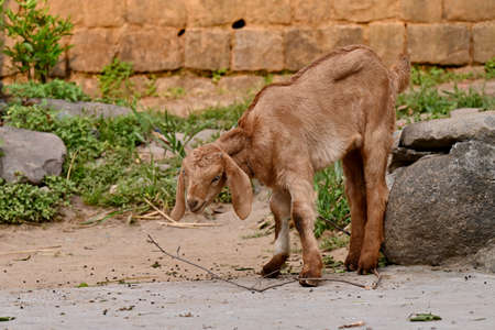 closeup the beautiful small brown goat kids with tied stand outdoor soft focus natural green brown background.の写真素材