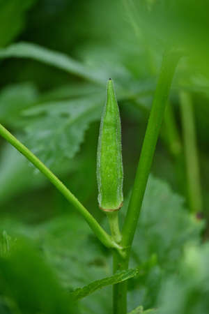 closeup the ripe green ladyfinger with leaves and plant growing in the farm soft focus natural green...