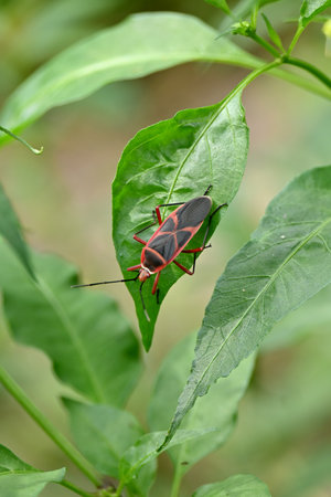 closeup the small red black color weevil insect hold on ladyfinger plant leaf over out of focus...