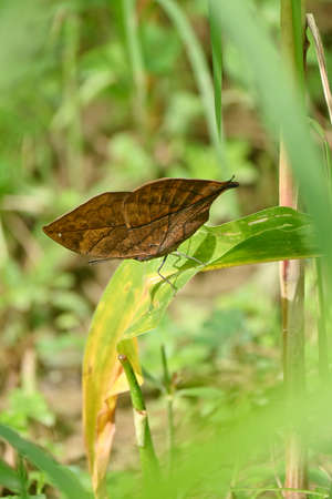 closeup the beautiful brown yellow color butterfly hold and sitting on green corncob plant leaf in...