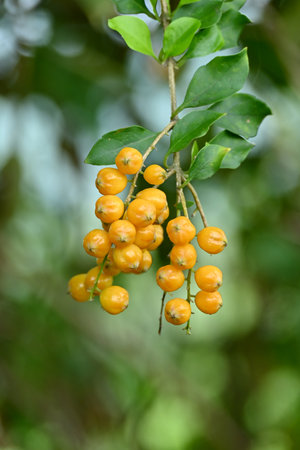 closeup the ripe yellow wild fruit with leaves and branch in the forest soft focus natural green...