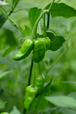 closeup the pair of ripe green chilly with leaves and plant growing in the farm soft focus natural...