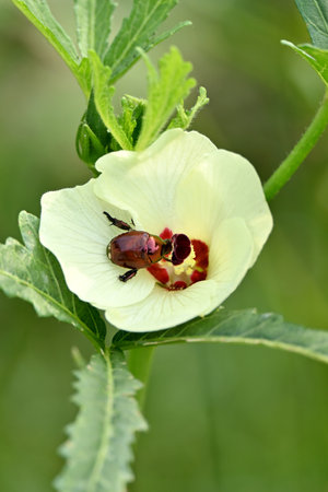 closeup the orange brown color Aconcagua man ca beetle insect hold on lady finger plant flower soft...