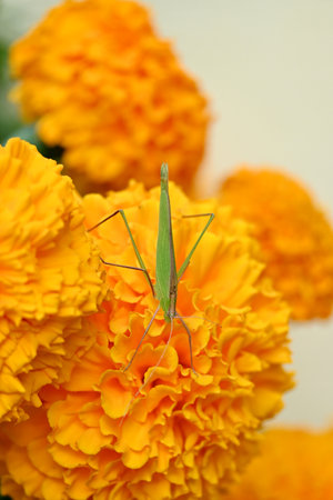 closeup the beautiful green color grass hopper hold on the marigold flower with plant soft focus natural green yellow background.の写真素材
