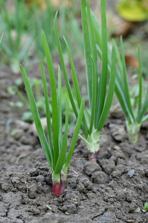 closeup the bunch ripe green onion plant growing in the farm soft focus natural green brown background.の写真素材