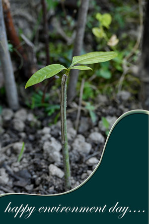 closeup the ripe green mango plant with brown soil growing in the farm environment heal earth and...