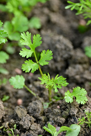 closeup the bunch ripe green coriander plants with leaves growing in the farm soft focus natural green brown background.の写真素材