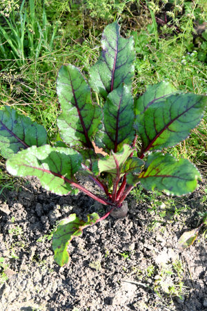 closeup the maroon red beetroot with plant and leaves growing in the farm field soft focus natural...