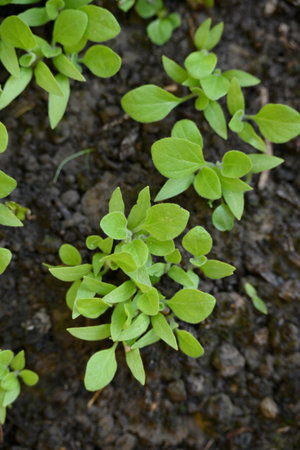 closeup the bunch small brinjal plant growing with leaves in the farm soft focus natural green brown background.の写真素材