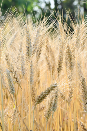 closeup the bunch ripe yellow brown wheat stitch plant with grain growing with leaves in the farm field soft focus natural green brown background.の写真素材