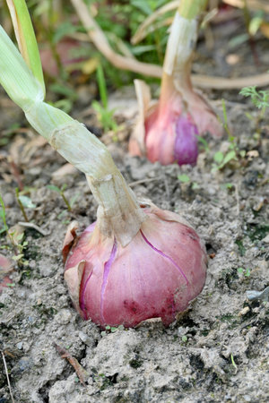 closeup the ripe purple green onion with plants and roots growing in the farm soft focus natural green brown background.の写真素材