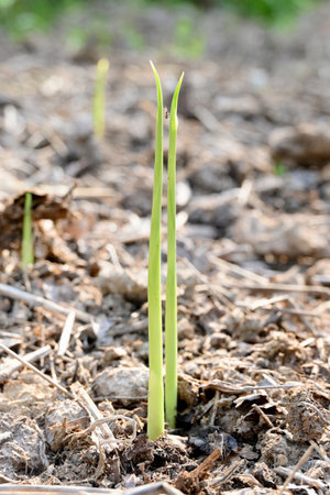 closeup the ripe green turmeric plant soil heap in the farm soft focus natural green brown...