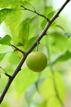 closeup the ripe green yellow green plum fruit hanging with leaves and branch growing in the garden soft focus natural green brown background.の写真素材