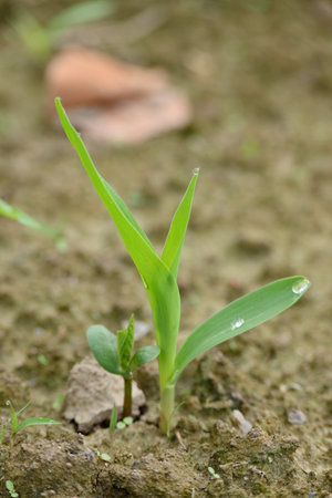 closeup the small green ripe corncob plant soil heap in the farm field with soil soft focus natural green brown background.の写真素材