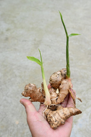 closeup the pair of brown color ginger soil heap with green leaves and plant holding hand soft focus natural grey brown background.の写真素材