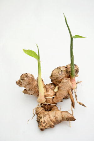 closeup the pair of brown color ginger soil heap with green leaves and plant soft focus natural white background.の写真素材