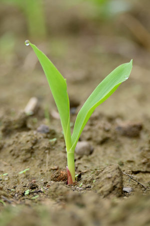 closeup the small green ripe corncob plant soil heap in the farm field with soil soft focus natural green brown background.の写真素材