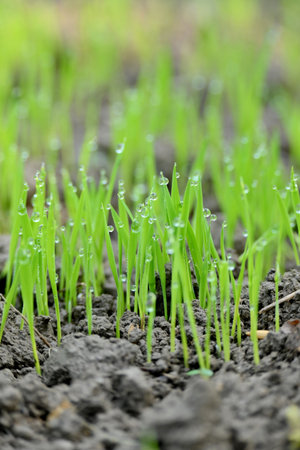 closeup the bunch green ripe paddy plant soil heap and growing in the farm with water drops soft focus natural green brown background.の写真素材