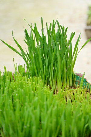 closeup the bunch green ripe wheat grass growing in the plastic bucket soft focus natural green white background.の写真素材