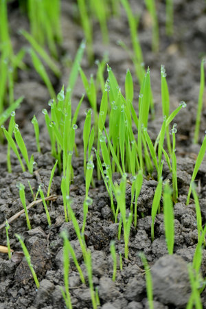 closeup the bunch green ripe paddy plant soil heap and growing in the farm with water drops soft focus natural green brown background.の写真素材