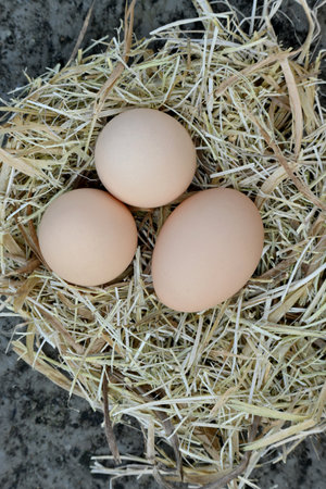 closeup the bunch pink brown hen eggs with nest soft focus natural grey brown background.の写真素材