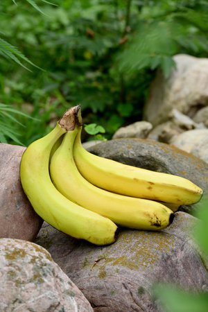 closeup the bunch ripe yellow green banana on the brown stone soft focus natural green brown background.の写真素材