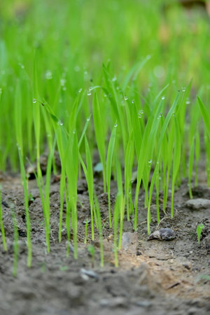 closeup the bunch green ripe paddy plant soil heap and growing in the farm with water drops soft focus natural green brown background.の写真素材