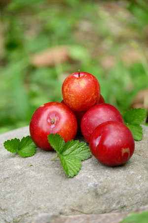 closeup the bunch ripe red yellow plum fruit with green leaves soft focus natural brown background.の写真素材