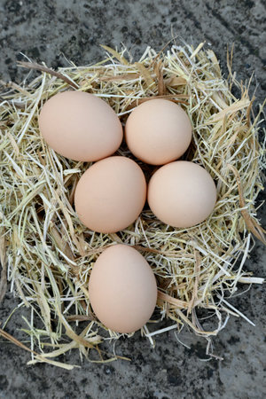 closeup the bunch pink brown hen eggs with nest soft focus natural grey brown background.の写真素材