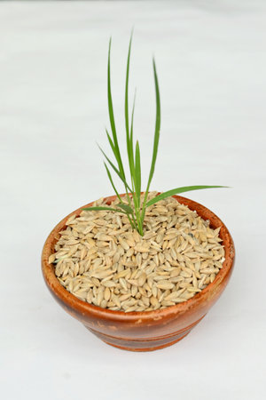 closeup the green ripe paddy plant soil heap and growing in the wooden bowl with brown barley grains on the white background.の写真素材