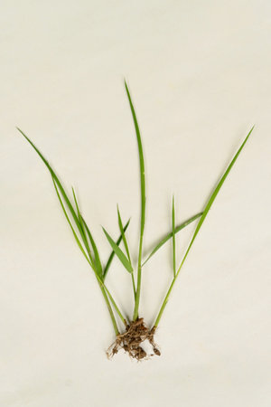 closeup the bunch green ripe paddy plants with roots on the white background.