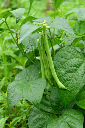 closeup the bunch ripe green soybean pods with leaves and plant growing in the farm soft focus natural green brown background.の写真素材