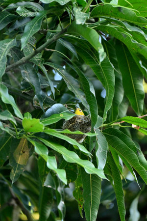 closeup the small green brown wagtail birds sitting and holding with nest on the mango tree branch soft focus natural green brown background.の写真素材