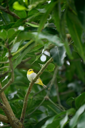 closeup the small green brown wagtail birds sitting and holding on the mango tree branch soft focus natural green brown background.の写真素材
