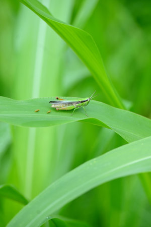 closeup the green brown grasshopper hold on corncob plant leaf in the farm soft focus natural green brown background.の写真素材