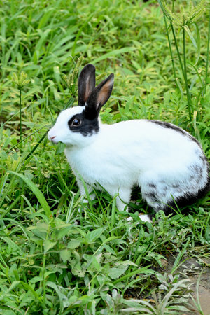 closeup the whit black rabbit eating the grass in the garden soft focus natural green brown background.の写真素材