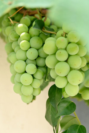 closeup the bunch green ripe grapes holding the vine with leaves on the white background.の写真素材
